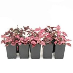 Shrubs Hypoestes Confetti Compact Rose