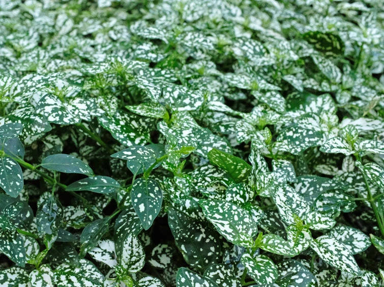 Shrubs Hypoestes Confetti Compact White 4 Shrubs Hypoestes Confetti Compact White