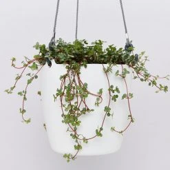 Indoor Garden Self-Watering Eco ♻️ Hanging Planter - Pot + Plant + Soil Office & Home Office