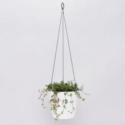 Indoor Garden Pilea Silver Sprinkles - Pot + Plant Gift Kits