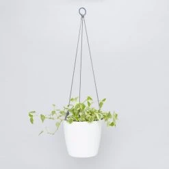 Gifts Pots & Hanging Baskets Eco-Friendly Self-Watering Hanging Basket