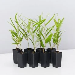 Ozbreed Meema™ Hardenbergia Violacea 'HB1' PBR Border Plants