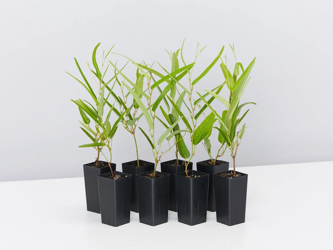 Ozbreed Meema™ Hardenbergia Violacea 'HB1' PBR Border Plants 3 Ozbreed Meema™ Hardenbergia Violacea 'HB1' PBR Border Plants