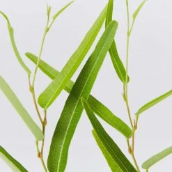 Ozbreed Meema™ Hardenbergia Violacea 'HB1' PBR Border Plants 11 Ozbreed Meema™ Hardenbergia Violacea 'HB1' PBR Border Plants