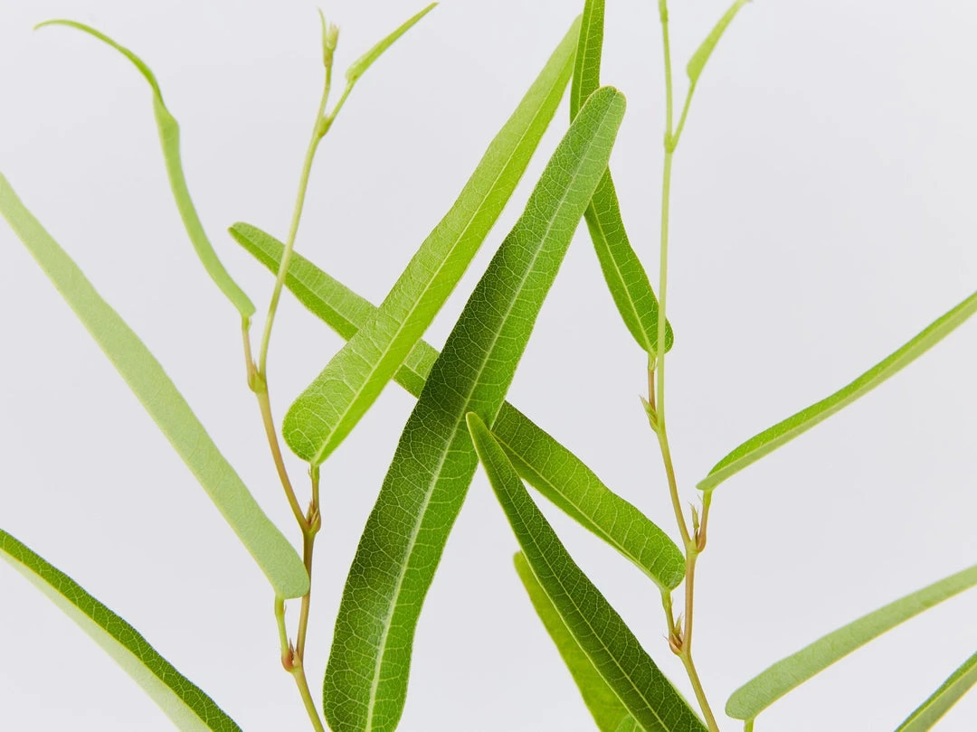 Ozbreed Meema™ Hardenbergia Violacea 'HB1' PBR Border Plants 5 Ozbreed Meema™ Hardenbergia Violacea 'HB1' PBR Border Plants