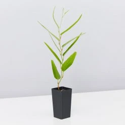 Shrubs Assorted Pack Of Outdoor Climbing Plants