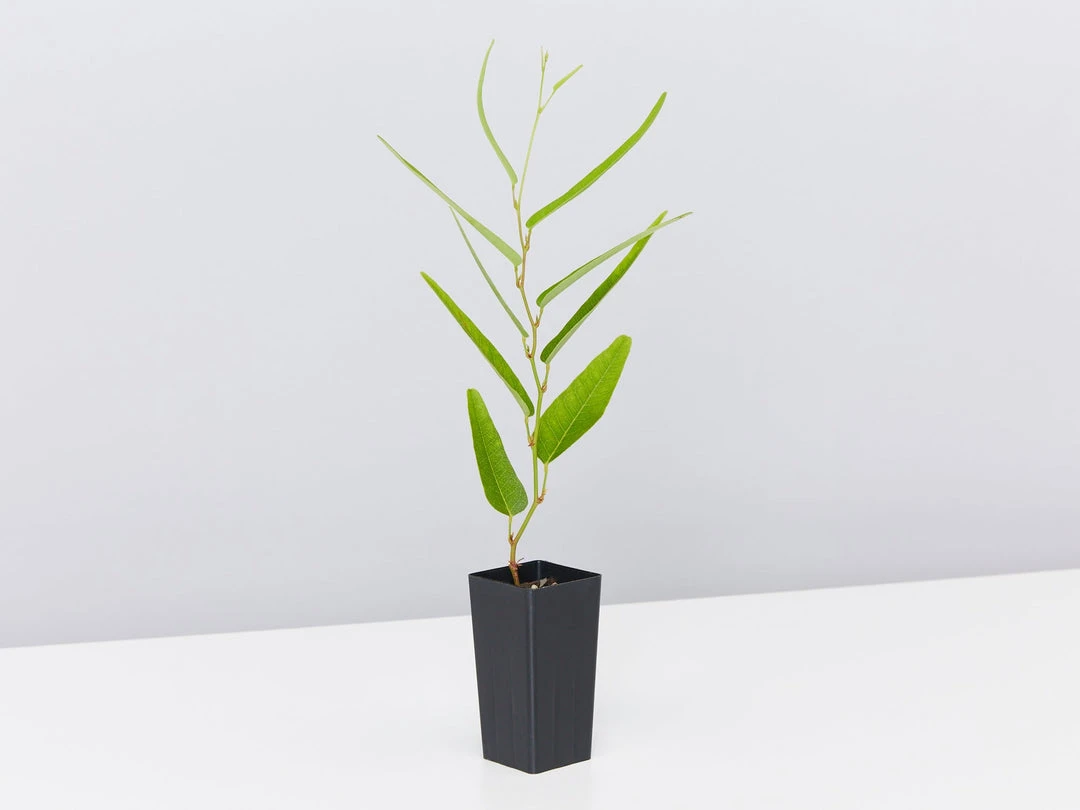 Ozbreed Meema™ Hardenbergia Violacea 'HB1' PBR Border Plants 7 Ozbreed Meema™ Hardenbergia Violacea 'HB1' PBR Border Plants