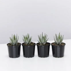 Succulents Full Sun Haworthia Fasciata Wide Band