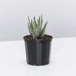 Succulents Full Sun Haworthia Fasciata Wide Band