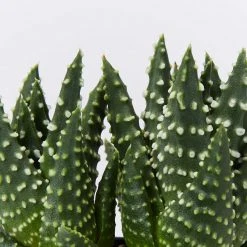 Succulents Haworthia Fasciata London Full Sun