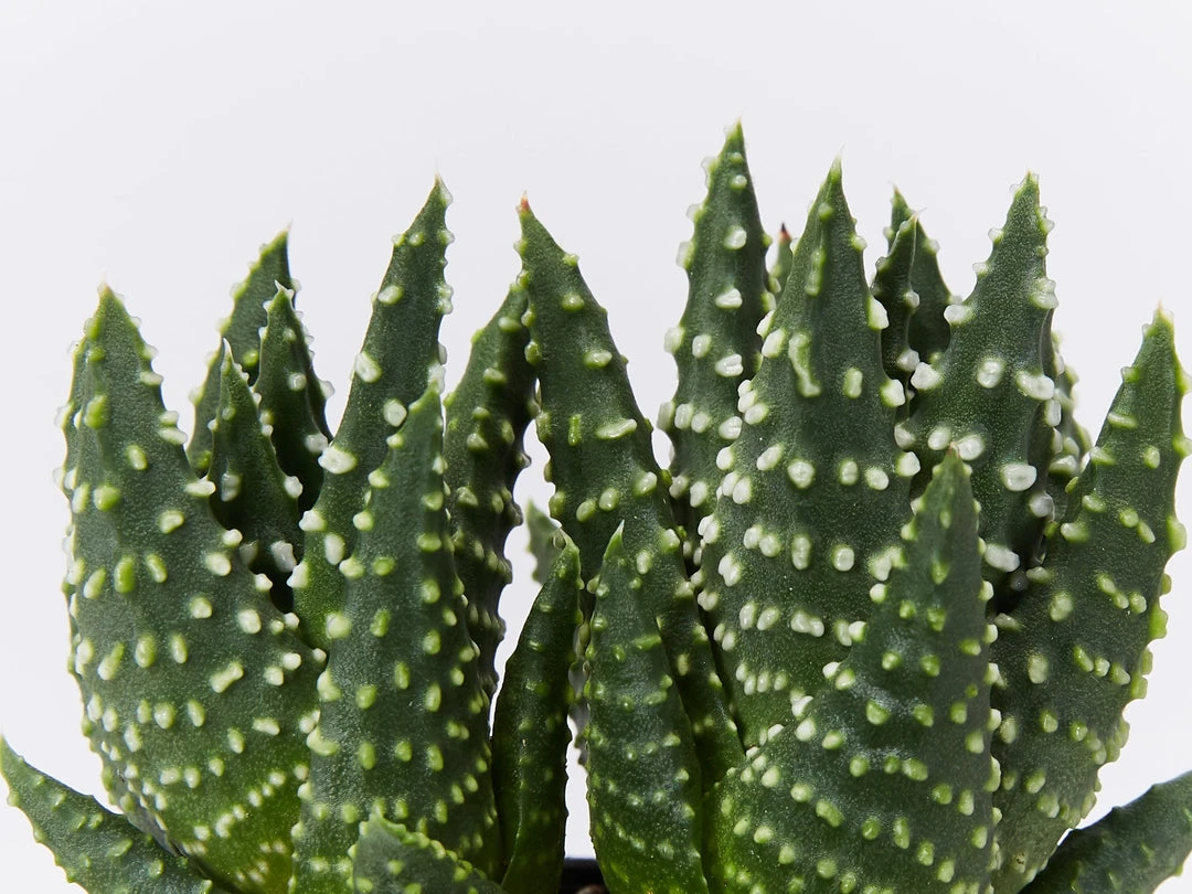 Succulents Haworthia Fasciata London Full Sun 4 Succulents Haworthia Fasciata London Full Sun