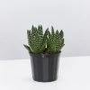 Succulents Haworthia Fasciata London Full Sun