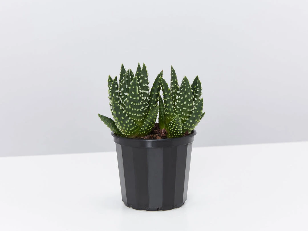 Succulents Haworthia Fasciata London Full Sun 3 Succulents Haworthia Fasciata London Full Sun