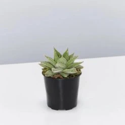 Succulents Pool Friendly Plants Assorted Succulent Box