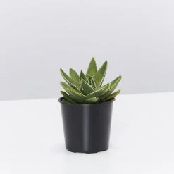 Succulents Pool Friendly Plants Assorted Succulent Box