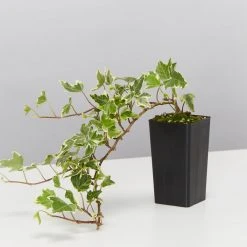 Shrubs Full Sun Hedera Helix