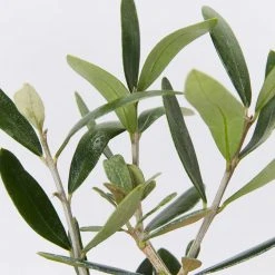 Shrubs Helena Heritage Olive Tree