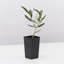 Shrubs Helena Heritage Olive Tree