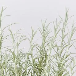 Shrubs Helichrysum Italicum Curry Plant