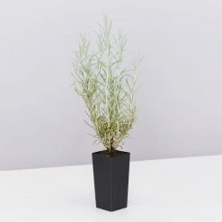 Shrubs Helichrysum Italicum Curry Plant