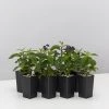 Plants In A Box Heliotrope Marino Blue