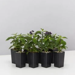 Plants In A Box Heliotrope Marino Blue
