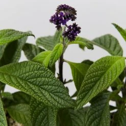 Plants In A Box Heliotrope Marino Blue