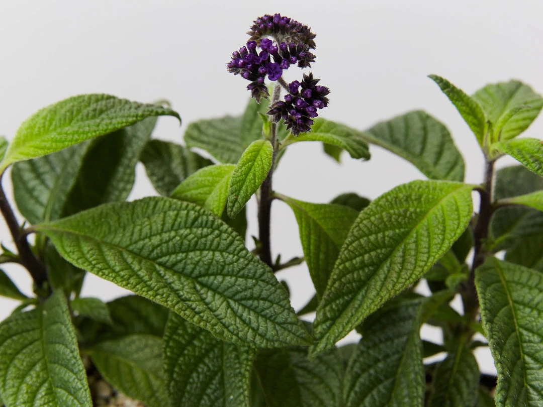 Plants In A Box Heliotrope Marino Blue 4 Plants In A Box Heliotrope Marino Blue