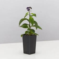 Plants In A Box Heliotrope Marino Blue 8 Plants In A Box Heliotrope Marino Blue