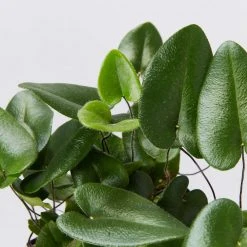 Indoor Garden Heart Fern 'Hemionitis Arifolia' Houseplant Packs Air Purifying