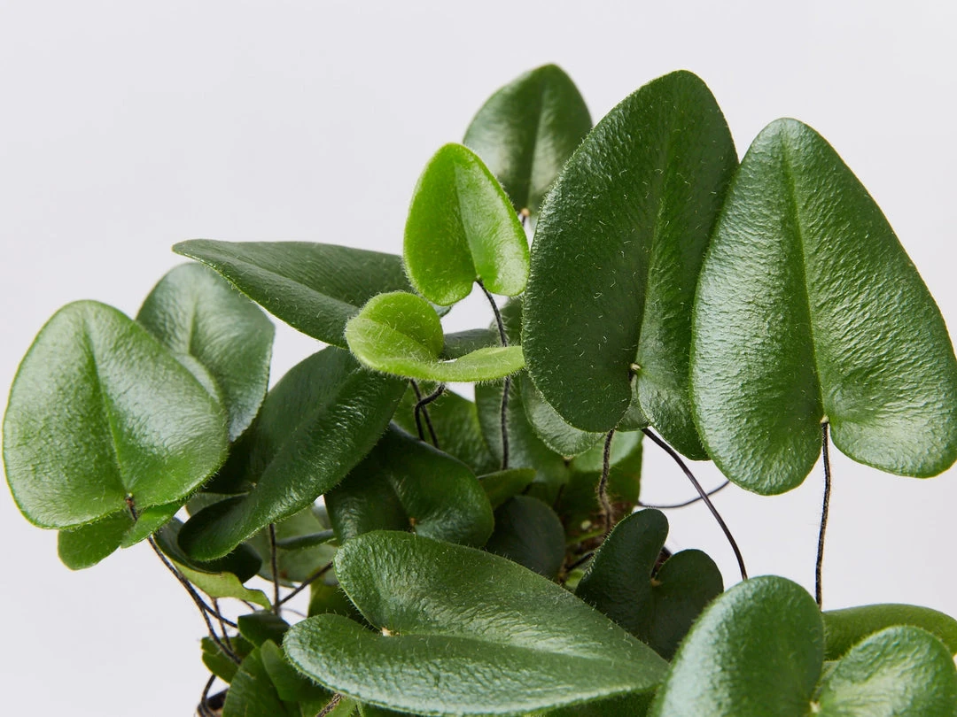 Indoor Garden Heart Fern 'Hemionitis Arifolia' Houseplant Packs Air Purifying 4 Indoor Garden Heart Fern 'Hemionitis Arifolia' Houseplant Packs Air Purifying