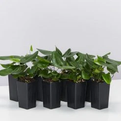 Indoor Garden Heart Fern 'Hemionitis Arifolia' Houseplant Packs Air Purifying 8 Indoor Garden Heart Fern 'Hemionitis Arifolia' Houseplant Packs Air Purifying