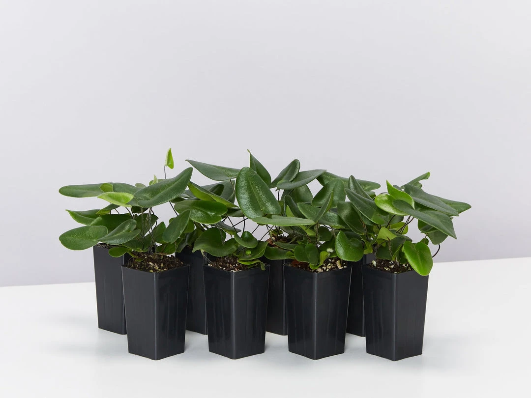 Indoor Garden Heart Fern 'Hemionitis Arifolia' Houseplant Packs Air Purifying 5 Indoor Garden Heart Fern 'Hemionitis Arifolia' Houseplant Packs Air Purifying