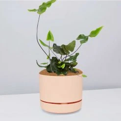 Pot + Plant Gift Box Heart Fern - Pot + Plant + Soil Air Purifying