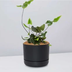 Pot + Plant Gift Box Heart Fern - Pot + Plant + Soil Air Purifying