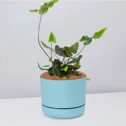 Pot + Plant Gift Box Heart Fern - Pot + Plant + Soil Air Purifying