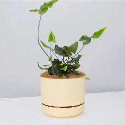 Pot + Plant Gift Box Heart Fern - Pot + Plant + Soil Air Purifying