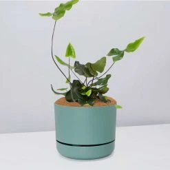 Pot + Plant Gift Box Heart Fern - Pot + Plant + Soil Air Purifying
