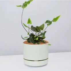 Pot + Plant Gift Box Heart Fern - Pot + Plant + Soil Air Purifying