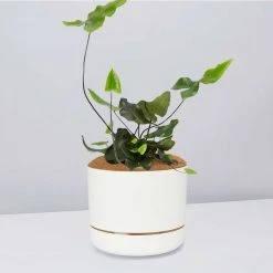 Pot + Plant Gift Box Heart Fern - Pot + Plant + Soil Air Purifying