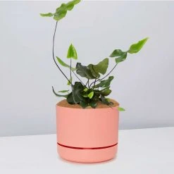 Pot + Plant Gift Box Heart Fern - Pot + Plant + Soil Air Purifying