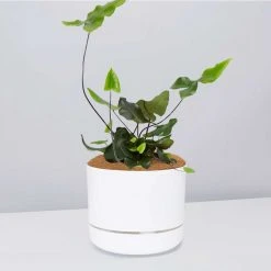 Pot + Plant Gift Box Heart Fern - Pot + Plant + Soil Air Purifying