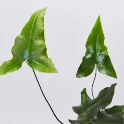 Pot + Plant Gift Box Heart Fern - Pot + Plant + Soil Air Purifying