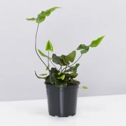 Pot + Plant Gift Box Heart Fern - Pot + Plant + Soil Air Purifying