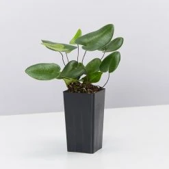 Indoor Garden Gift Kits Greenwall Kit - Includes Plants