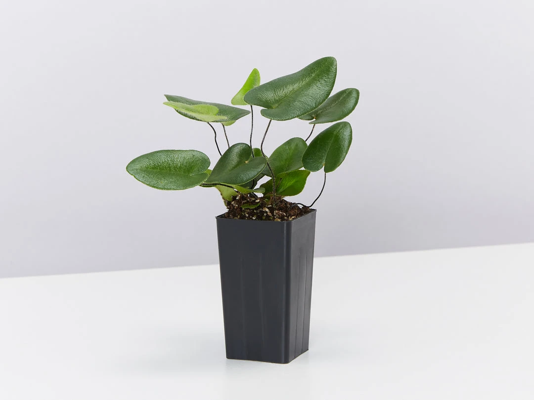 Indoor Garden Green Wall Pack - Indoors 10 Indoor Garden Green Wall Pack - Indoors