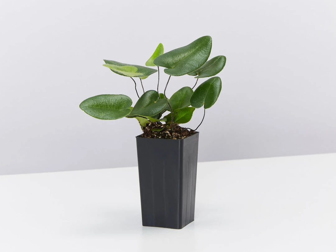 Indoor Garden Heart Fern 'Hemionitis Arifolia' Houseplant Packs Air Purifying 3 Indoor Garden Heart Fern 'Hemionitis Arifolia' Houseplant Packs Air Purifying