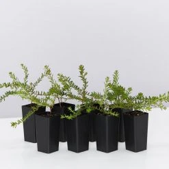 Shrubs Hibbertia Vestita Little Rocker