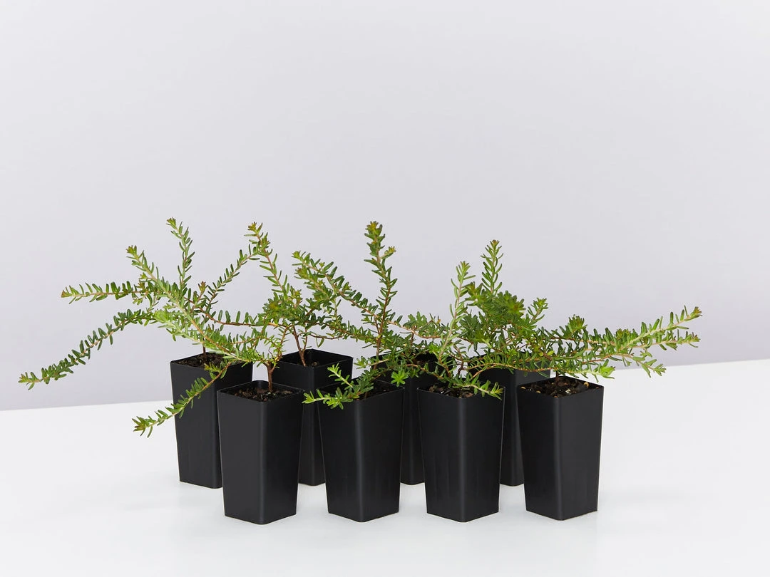 Shrubs Hibbertia Vestita Little Rocker 3 Shrubs Hibbertia Vestita Little Rocker