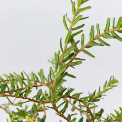 Shrubs Hibbertia Vestita Little Rocker 8 Shrubs Hibbertia Vestita Little Rocker